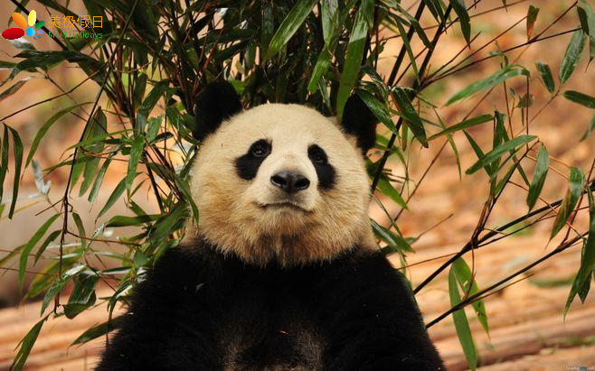 18-day Medical and Wellness Tourism in Sichuan Province