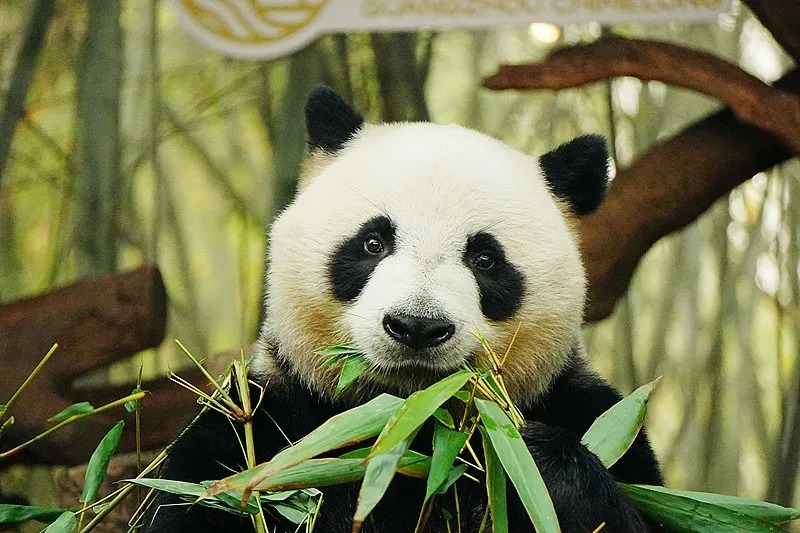 18-day Medical and Wellness Tourism in Sichuan Province